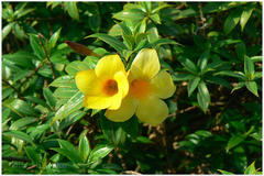 Allamanda neriifolia